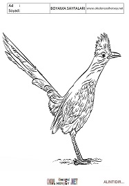 roadrunner boyama sayfaları